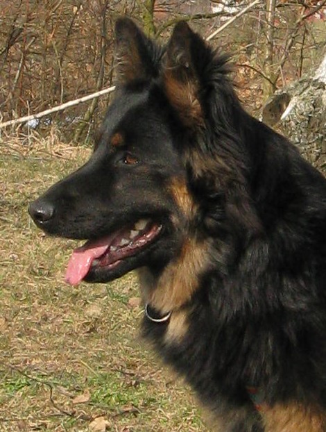 profil