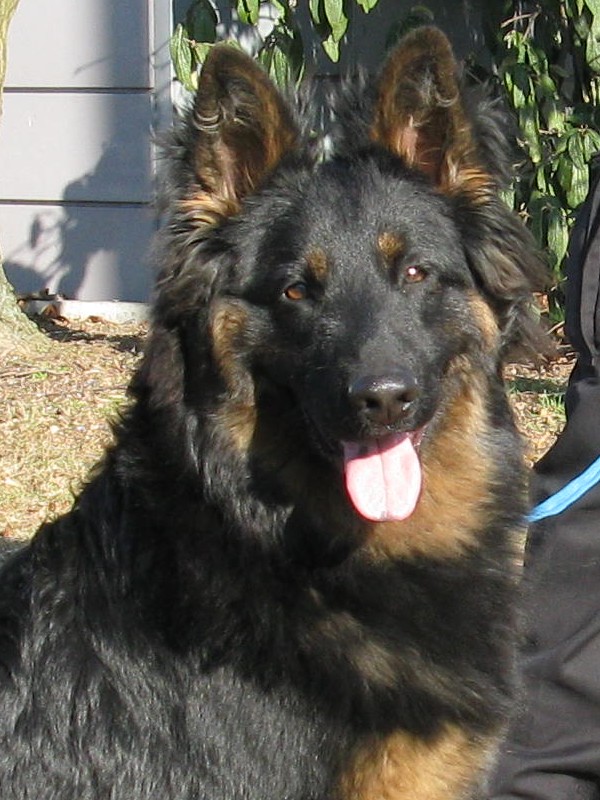 Rexík