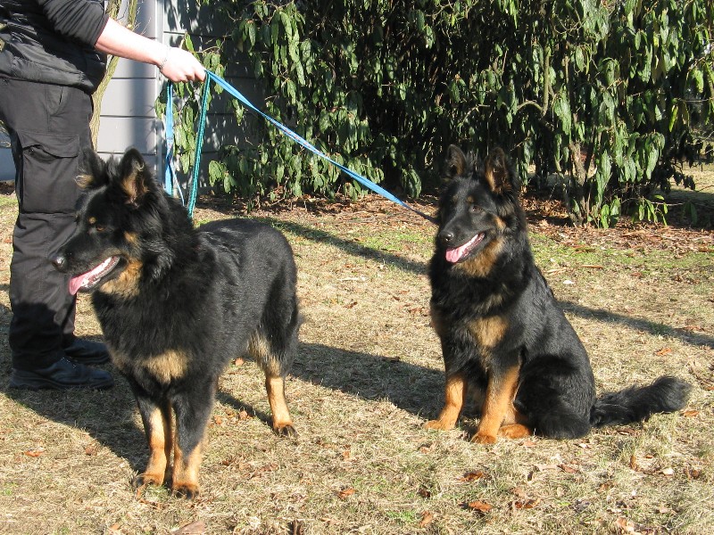 sourozenci: Baghíra a Begarex Black Monster