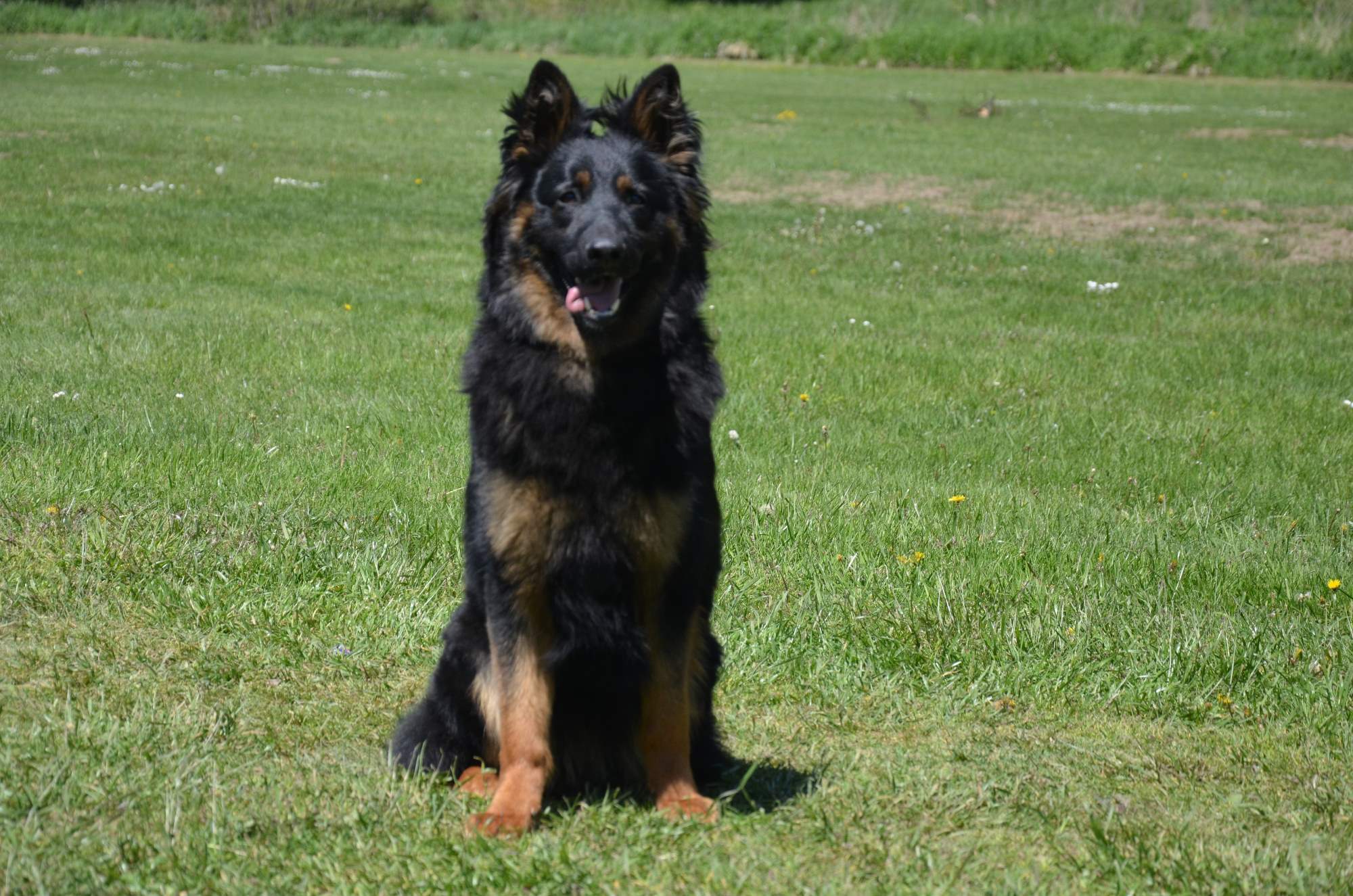 Rex, foto ze svodu