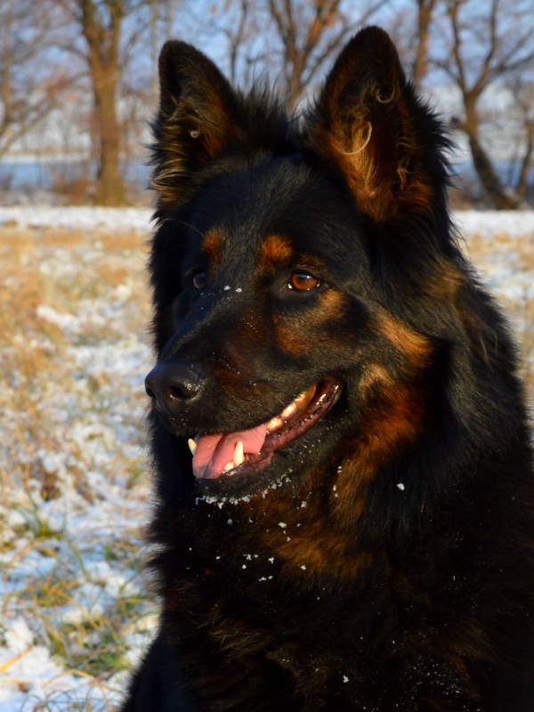 Rex